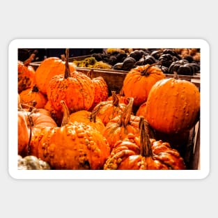 Fall Pumpkins 1 Sticker